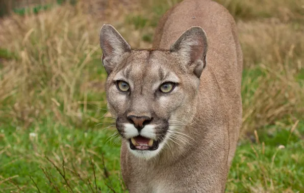 Picture cat, look, Puma, mountain lion, Cougar