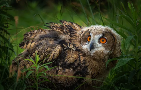 Grass, look, nature, owl, bird, tail, motley