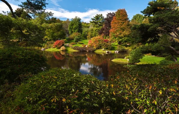Picture greens, the sky, grass, the sun, clouds, trees, pond, Park