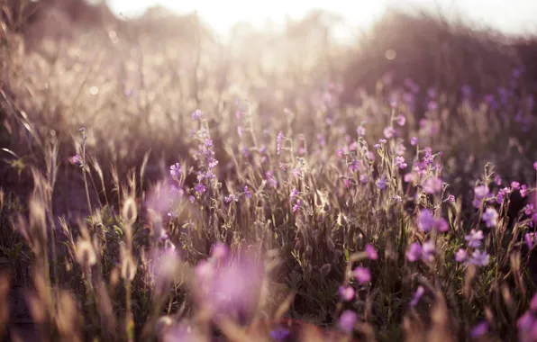 Grass, flowers, nature, tenderness, blur