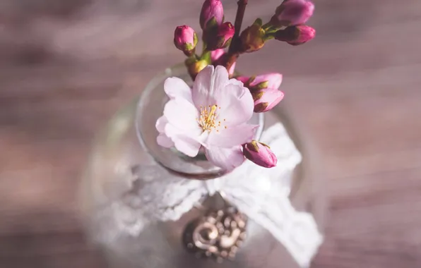 Flowers, cherry, sprig, table, spring, Sakura, still life, buds