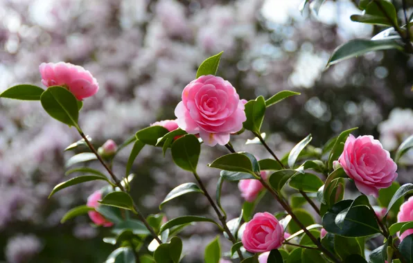 Picture leaves, light, flowers, branches, background, pink, flowering, the bushes