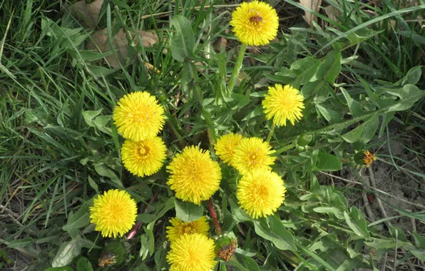 Dandelions, Bush, spring 2018, Mamala ©
