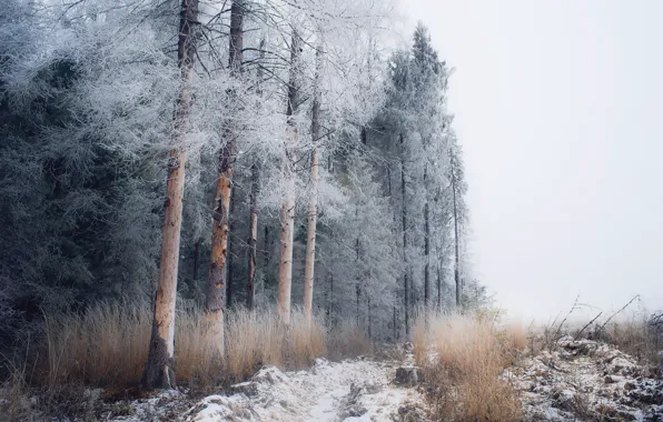 Picture winter, frost, forest, snow, fog