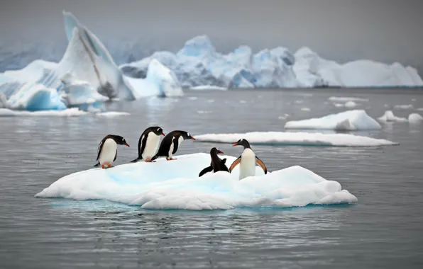 Nature, the ocean, penguins, ice, Antarctica, Alexander Perov