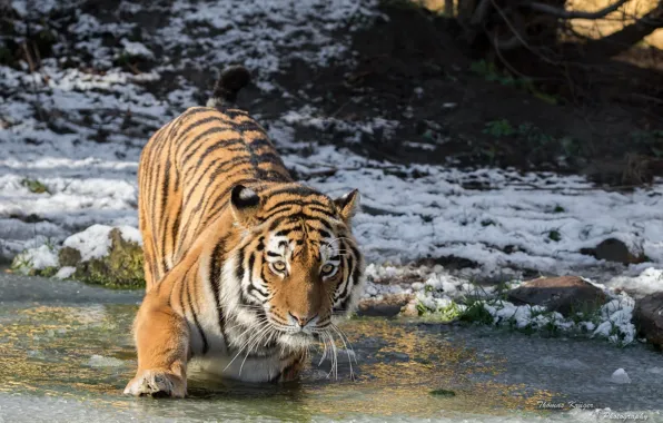 Picture cold, winter, face, snow, paw, ice, predator, wild cat