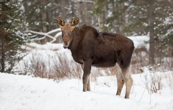 Picture winter, snow, moose
