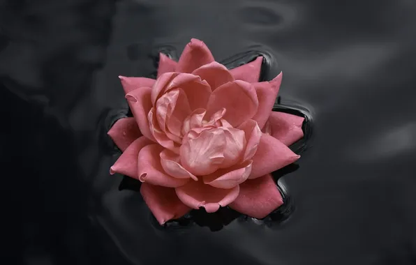 Picture water, freshness, rose, petals