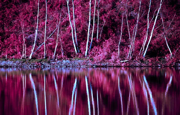 Autumn, trees, lake, reflection, slope