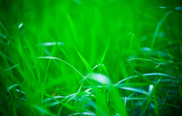Greens, nature, Grass