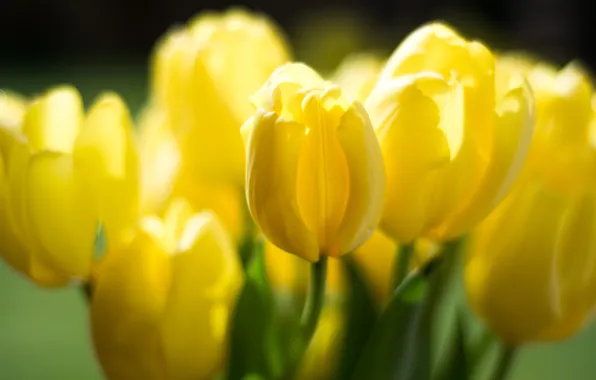 Light, flowers, yellow, petals, tulips