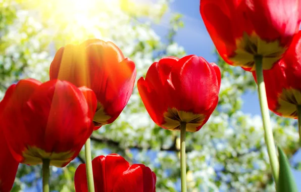Picture the sun, flowers, tulips