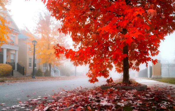 Road, autumn, branches, the city, fog, tree, trunks, building