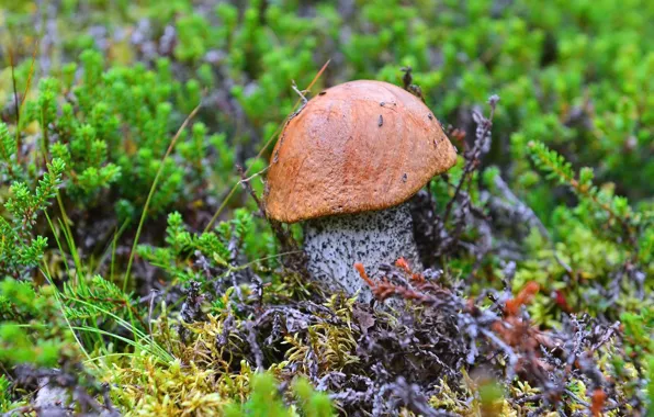 Picture mushrooms, moss, boletus