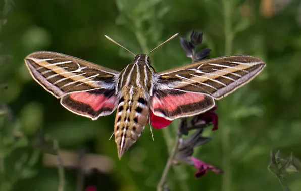 Picture butterfly, wings, azcan common, hyles