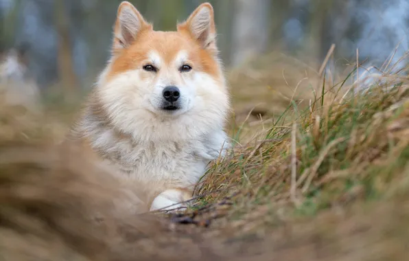 Grass, look, face, dog, blur, Icelandic Sheepdog, The Icelandic Sheepdog