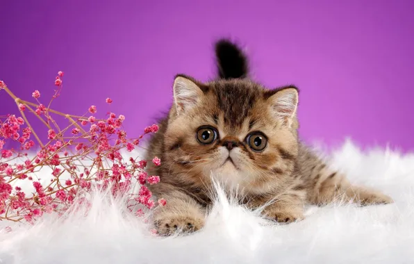 Cat, white, eyes, look, pose, kitty, background, lilac