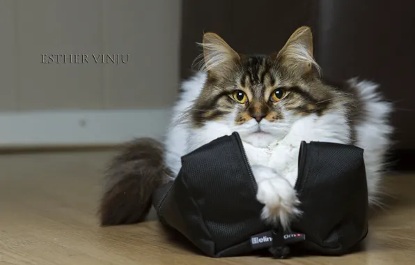 Picture cat, cat, bag