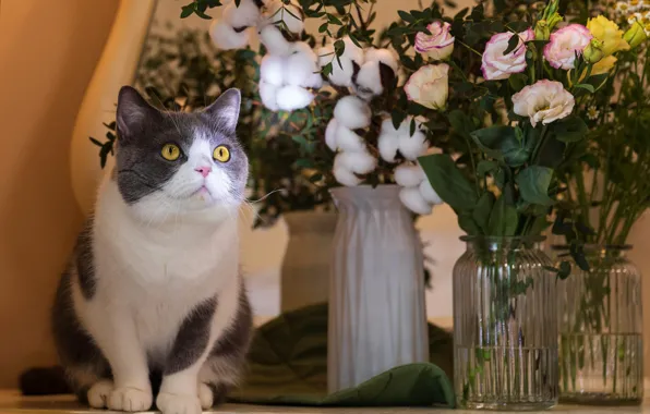 Cat, cat, look, light, flowers, bouquet, sitting, yellow eyes