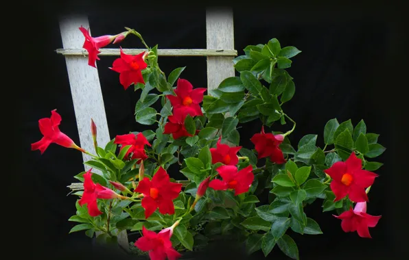Picture leaves, background, plant, petals, mandevilla