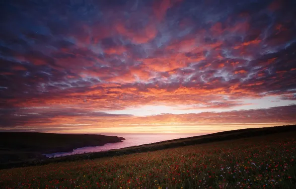 Sunset, Maki, slope, hill, pond, poppy field, flowers.coast