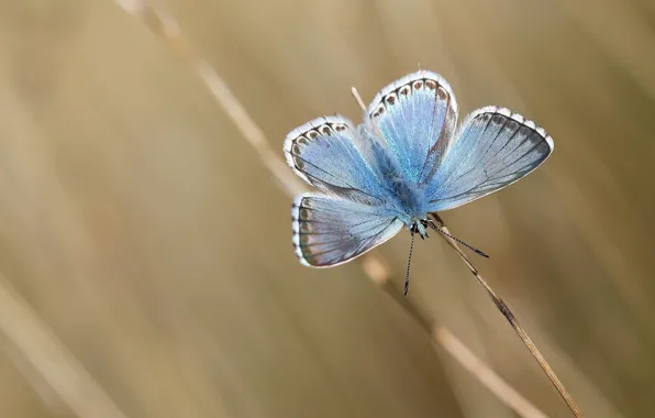 Macro, background, butterfly, stem, insect, wings, blue, bokeh