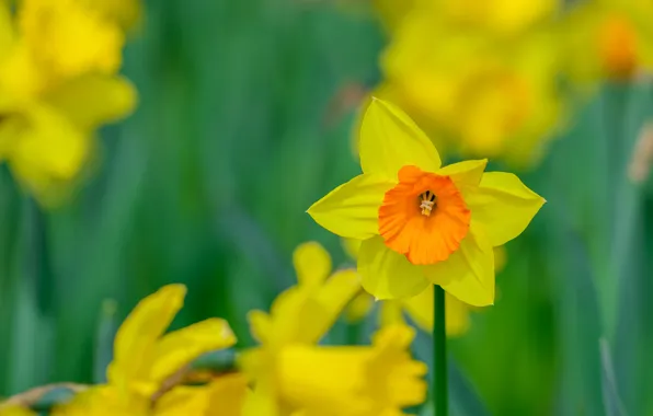 Spring, petals, garden, meadow, Narcissus