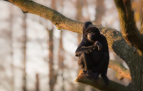 Picture look, light, trees, branches, pose, background, monkey, sitting