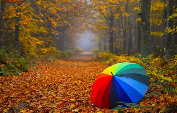 Autumn, forest, trees, branches, fog, Park, branch, rainbow