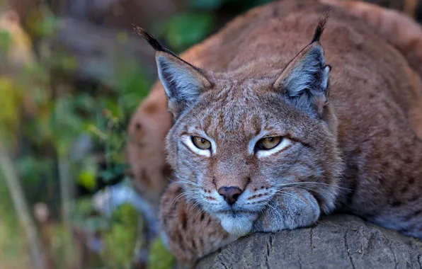Picture look, face, portrait, lies, log, lynx