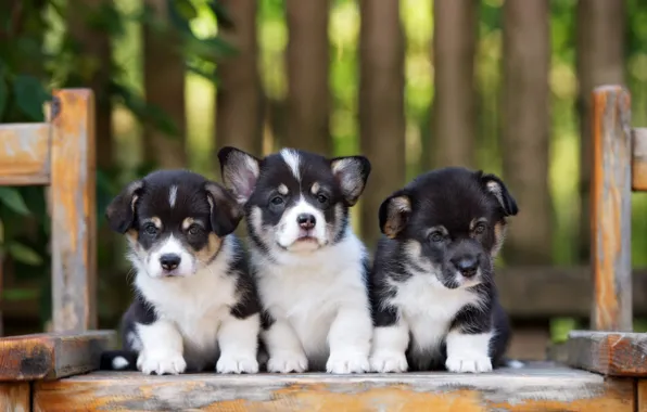Puppies, trio, Corgi