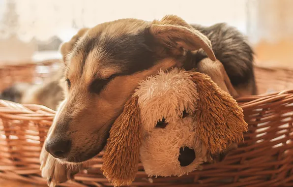 Picture dogs, face, toy, sleep, dog, sleeping