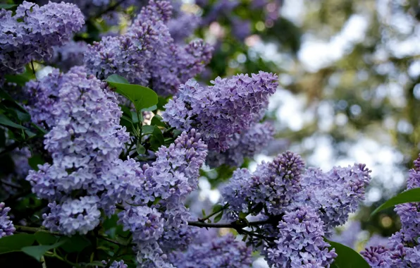 Picture spring, spring, blooming lilacs, blossoming lilac