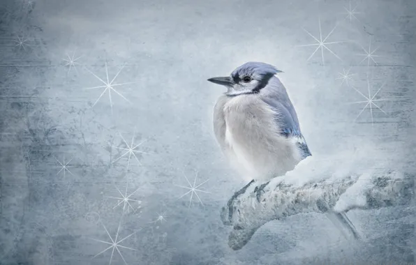 Winter, snow, bird, branch, blue Jay, Jay