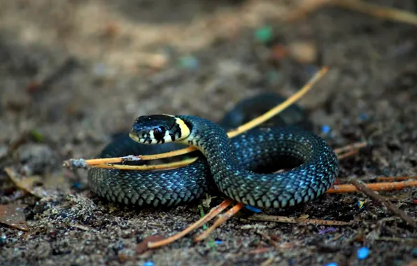 Picture MACRO, SNAKE, SCALES, RING