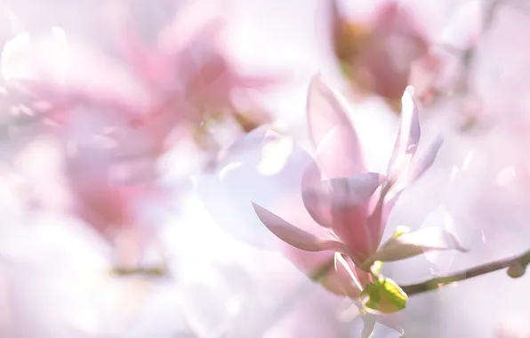 Picture flowers, spring, pink, Magnolia