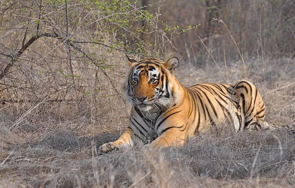Autumn, cat, nature, tiger