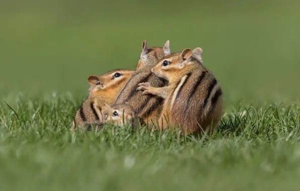 Grass, pose, together, glade, Chipmunk, company, Quartet, four