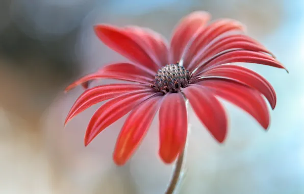 Picture flower, paint, petals, stem