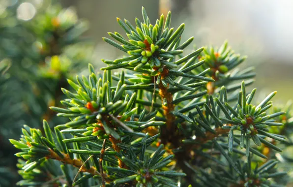 Green, pine, twig, coniferous