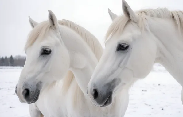 Winter, field, look, snow, horses, portrait, horse, pair