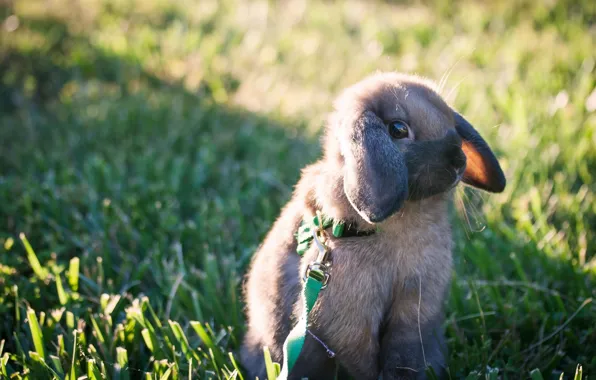 Picture rabbit, leash, walk, rabbit