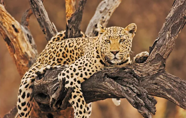 Picture look, stay, relax, leopard, snag, wild cat