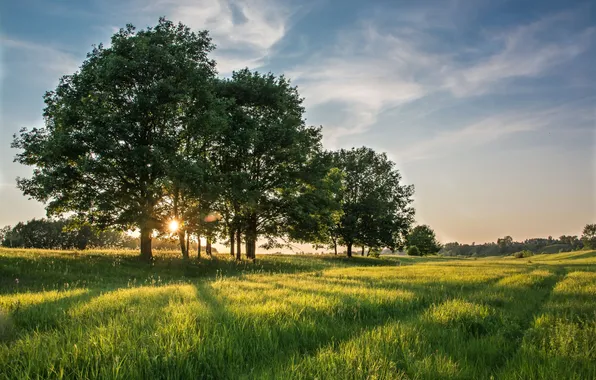 Grass, trees, landscape, nature, meadow, Sergey Kalev