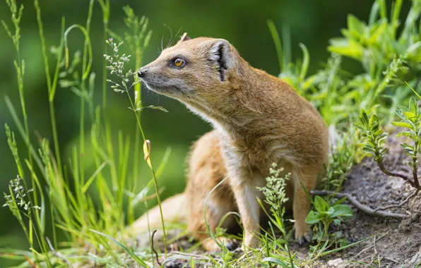 Picture summer, grass, mongoose, ©Tambako The Jaguar