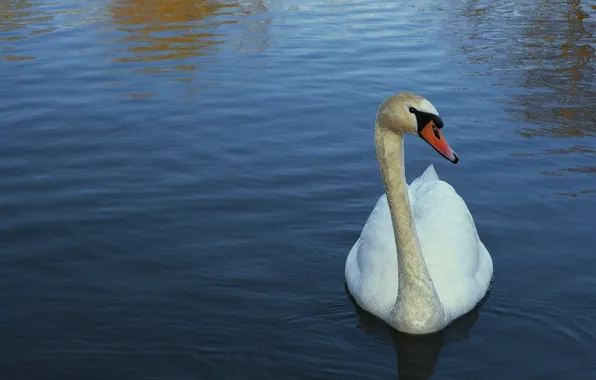 Bird, Swan, blue background, vdoem