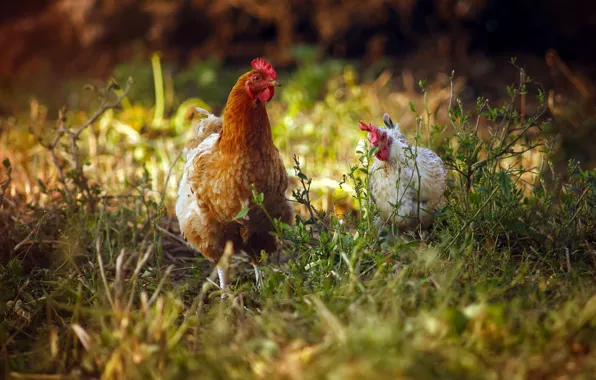 Picture summer, birds, chicken