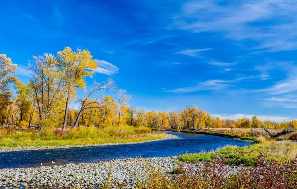 Picture autumn, the sky, trees, river