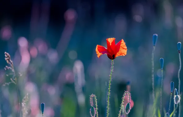 Flower, red, Mac, buds