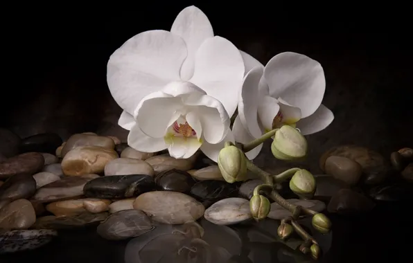 Flower, water, stones, Orchid